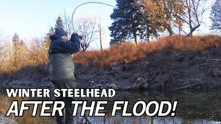 STEELHEAD after the FLOOD Winter Steelhead Fishing [upl. by Loydie139]