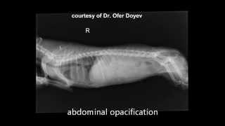 Bile peritonitis due to gallbladder rupture dog [upl. by Eralcyram]