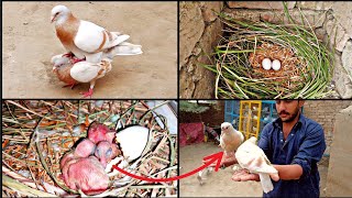 The yellow capped pigeon laid 2 eggs and hatched from the eggs  growth 1day two 28 day [upl. by Salene]