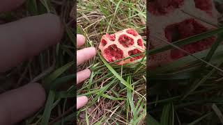 Clathrus ruber Kafes mantarı [upl. by Annawek]