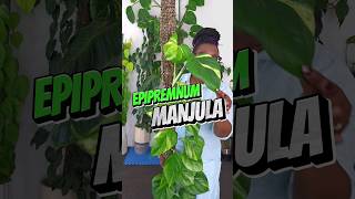 Epipremnum Manjula Pothos Plant Care For BEGINNERS [upl. by Nuawad567]