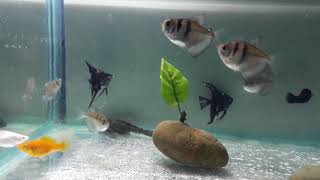 Black Skirt Tetra Fish  Black widow Basic Information [upl. by Flin]