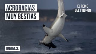 El increíble salto del tiburón blanco en Nueva Zelanda  Tiburones [upl. by Augy]