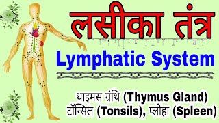 लसीका तंत्र  Lymphatic System  लसीका तंत्र की संरचना  Structure of Lymphatic System in hindi [upl. by Irabaj]