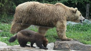 Ours brun amp glouton  Bruine beer en veelvraat  Brown bear amp Wolverine  ZOO Amneville [upl. by Stephan]