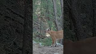 Did You Know Mountain Lions Make This Sound [upl. by Candy]