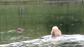 Standard Poodle Retrieve Rene in the water [upl. by Rehtul]