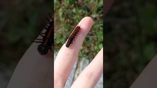 ᴼʰ ˡᵒᵒᵏ ᵃ ˢᵗʳᵃʷᵇᵉʳʳʸ bug caterpillar insects [upl. by Rellia]