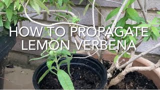 How To Propagate Lemon Verbena Propagating Aloysia Taking Aloysia Cuttings Plant Propagation [upl. by Akirej938]