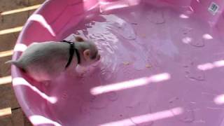 Hamlet the Mini Pig  Jumps in Pool [upl. by Aara743]