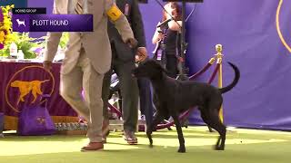 Plott Hounds  Breed Judging 2024 [upl. by Aihsyla]