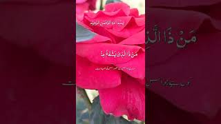 Aytul kurse hearts teaching telawat shiak sudis voiceeffects quransurahrahman quran [upl. by Enaud]