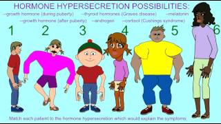 ENDOCRINE SYSTEM EFFECTS OF THE HYPERSECRETION OF HORMONES [upl. by Nyladnar]