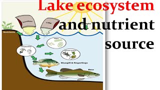 Lake ecosystem and nutrient source [upl. by Engvall]