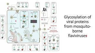 Role of Glycosylation of viral proteins from flavivirus in different stages of infection Code 305 [upl. by Aicad]