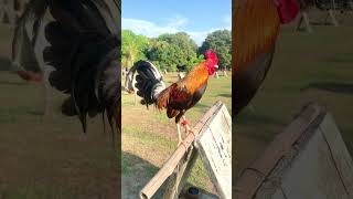 rooster gamefarm trending chicken shorts shortvideo short [upl. by Nida]