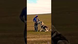 German shepard in action viral youtube trending video shorts [upl. by Edrea]