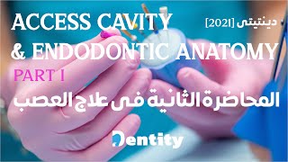 المحاضرة الثانية في علاج العصب  Access Cavity and Endodontic Anatomy [upl. by Lucian]