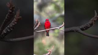 Petirojo en el CerroElVolador Medellín 🇨🇴  Pyrocephalus rubinus ❤️ [upl. by Nylrehc]