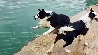 TRY NOT TO LAUGH 😆 Best Funny Animals Videos Compilation PART 01 [upl. by Roz]