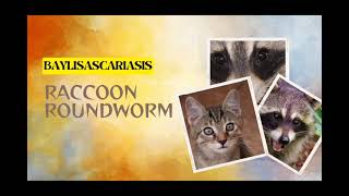 Beware the Raccoon Roundworm Essential Facts and Safety Tips [upl. by Kalie]