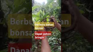 Dapat pohon bringin bahan bonsai [upl. by Azarcon159]