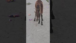 Horse comedy funny video 😁😁😁  shorts ytshorts horses comedy funny [upl. by Rech464]