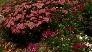 Yarrow is a tough perennial with varied colors [upl. by Aleta]