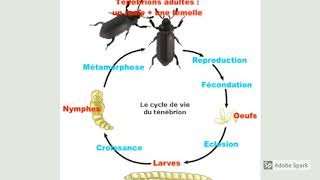 Sciences amp techno C3  Cycle de vie du ténébrion [upl. by Vickie]
