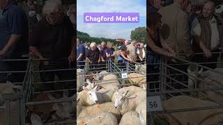 Chagford Market 2nd week 2024 lots too see and buy Market sheep lambs chagford [upl. by Nyrak552]