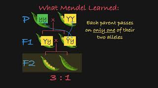 Mendels P F1 and F2 Generations Explained [upl. by Santoro31]