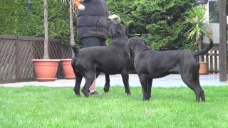 Cane Corso Wurfplanung 2015 Dana amp Paolo [upl. by Haleelahk]