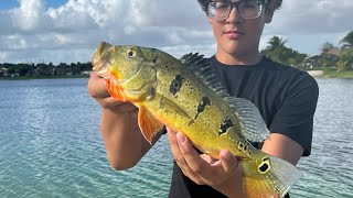 Fishing for peacock bass In south Florida🌴🌴 [upl. by Thorlay]