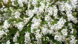 Exochorda  The Bride  In Full Bloom [upl. by Kcinnay]