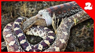 Snake Eats Huge Squirrel in a Backyard [upl. by Deonne929]