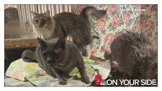 137 cats rescued from hoarding house in Wildwood [upl. by Esylla]