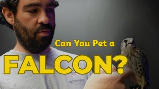 Can You Pet a Falcon [upl. by Atteynot466]