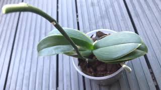 ORCHIDS PROPAGATING FROM KEIKI PASTE [upl. by Ymereg]