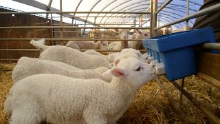 Lambing Season Documentary [upl. by Helaine398]