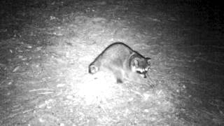 Raccoon night vision [upl. by Outhe]