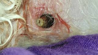 ALIVE Erupting Botfly In Dog READ Description To Find Out How I Treated It While Seeking Help [upl. by Bigg]