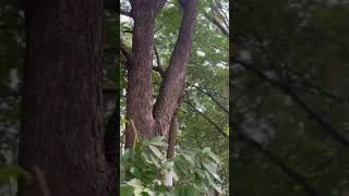 Explore the ancient Pillalamarri Banyan Tree a natural wonder of India travelnaturereelsyoutube [upl. by Chee]