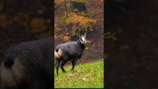 chamois hunting  Chamois goat birds animalsounds [upl. by Atekihc]