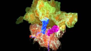 The Ribosome in Protein Synthesis initiation and elongation [upl. by Zetroc]