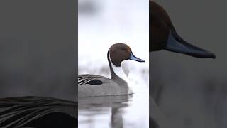 At first I thought he was going to swim right up to my lense [upl. by Consolata]