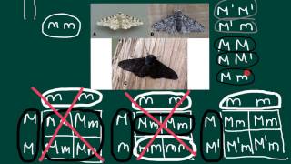 Three allele at one locus problem and solution [upl. by Lanta18]