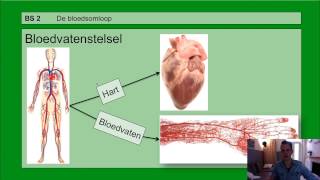 VMBO HAVO 2  Bloedsomloop  Basisstof 2 De bloedsomloop [upl. by Burnie]