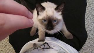 Siamese Kitten LOUDEST Purring [upl. by Janelle221]