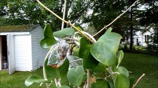 Plant Maintenance Day Hoya kerrii [upl. by Mehetabel]