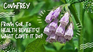 Comfrey From Soil to Health Benefits [upl. by Soraya]